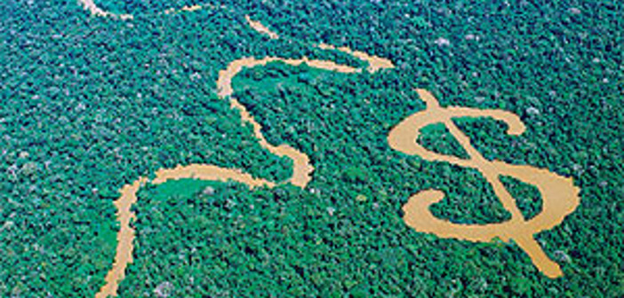 swampdollar